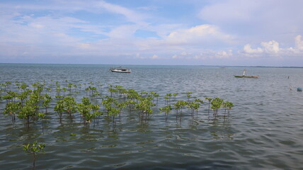reeds on the water