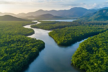 Aerial mangrove forests view at Phang Nga, Thailand

