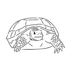 turtle in outlines - vector illustration. Asian land turtle, vector