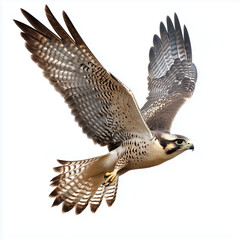 Fototapeta premium Flying falcon isolated on white background