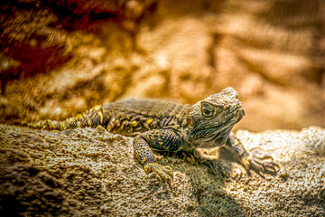 Starred Agama Lizard Basking on Rock in Sunlit Habitat