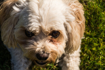 Portrait of a male Cavachon dog (Canis lupus familiaris) looking up at the camera in a menacing way.