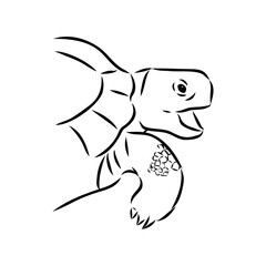 turtle in outlines - vector illustration. Asian land turtle, vector