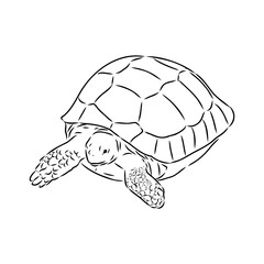 turtle in outlines - vector illustration. Asian land turtle, vector