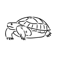 turtle in outlines - vector illustration. Asian land turtle, vector