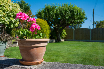 Potted pink Geraniums (Pelargonium) in an English garden on a sunny summer day. With copy space. Ideal for gardening topics. 
