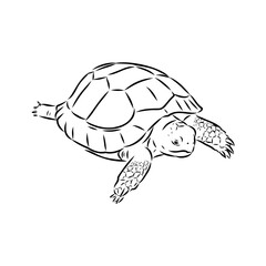turtle in outlines - vector illustration. Asian land turtle, vector