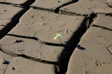 A small green plant took root in the cracked ground due to the lack of precipitation and the very...