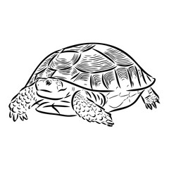 turtle in outlines - vector illustration. Asian land turtle, vector