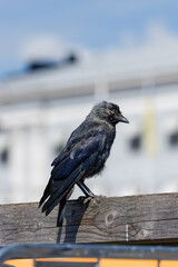 The Jackdaw is a curious urban bird that has adapted to the presence of people. Jackdaw has a thick...