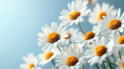 Fototapeta premium Close-up view of several blooming white daisies with vibrant yellow centers against a soft blue background