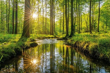 Fototapeta premium Serene Forest Scene with Sunlight Reflected on a Tranquil Stream