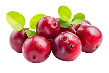 The solitary cranberry sits poised its vibrant hue accentuated in high definition