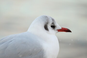 カモメのクローズアップ