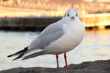 夕日を浴びるユリカモメ