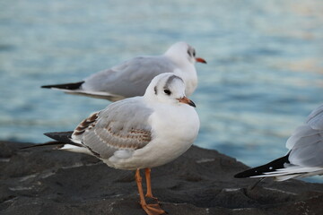 Naklejka premium 港の岸壁に立つユリカモメ