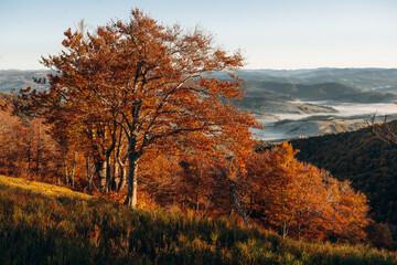 Fototapeta premium Fog is far away. Majestic view of Carpathian mountains, autumn season