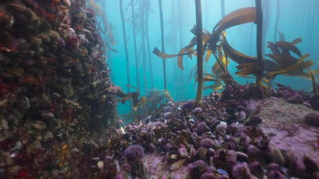 Cinematic clip of a kelp forest in the depths of the blue ocean with an array of colourful sea urchins growing on the rocks in the foreground