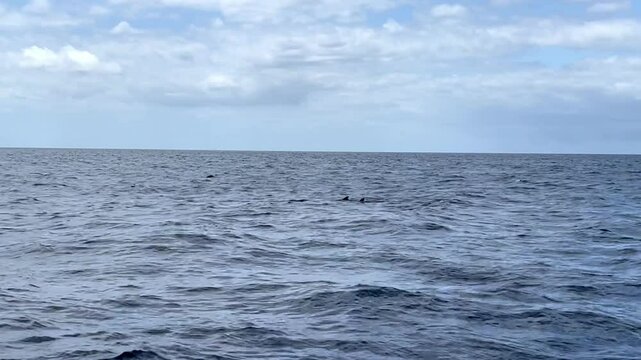 Family of whales swimming in the ocean. Whale fins among the sea waves. Lanzarote. Canary Islands.