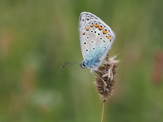 Modraszek ikar (Polyommatus icarus) wśród traw