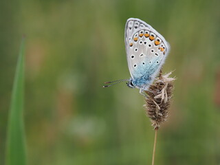 Modraszek ikar (Polyommatus icarus) wśród traw