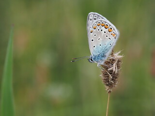 Modraszek ikar (Polyommatus icarus) wśród traw