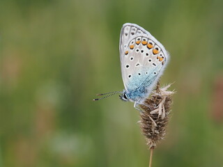 Modraszek ikar (Polyommatus icarus) wśród traw