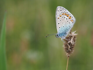 Modraszek ikar (Polyommatus icarus) wśród traw