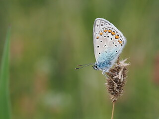 Modraszek ikar (Polyommatus icarus) wśród traw