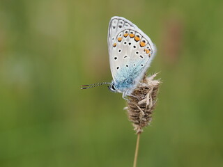 Modraszek ikar (Polyommatus icarus) wśród traw