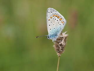 Modraszek ikar (Polyommatus icarus) wśród traw