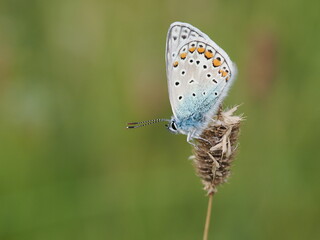 Modraszek ikar (Polyommatus icarus) wśród traw