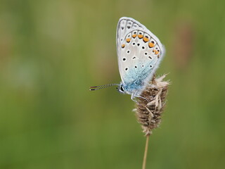Modraszek ikar (Polyommatus icarus) wśród traw