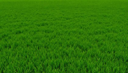 Obraz premium Grassy surface texture, realistic patterns, vibrant green color, soft lighting, high resolution 