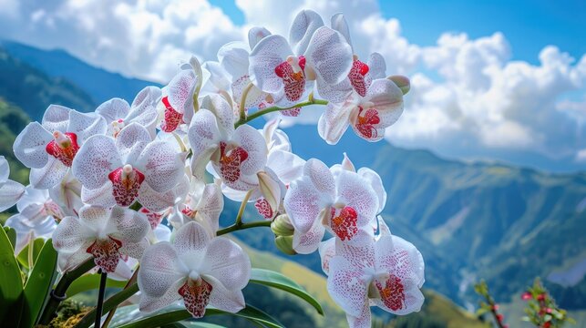 The most beautiful white and red orchids 