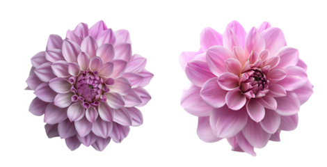 pink dahlia isolated on white
