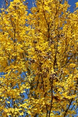 yellow autumn leaves