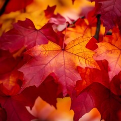 Vibrant Autumn Leaves