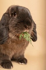cute Holland Lop rabbit eating a piece of green foliage against a beige background.