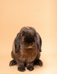 Cute Holland Lop rabbit with floppy ears sitting against a light beige background.