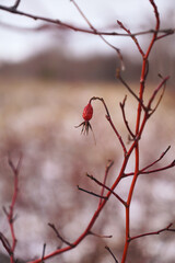 red dried rosehip berry in winter