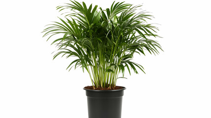 Obraz premium Green Potted Palm Plant - Illustration