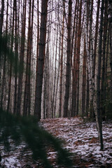 winter November forest. A path in the forest with tall trees on the sides