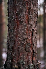 the trunk of a tree in the forest . The bark of the tree is close and detailed