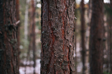 the trunk of a tree in the forest . The bark of the tree is close and detailed