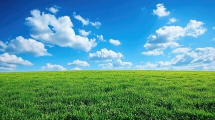 Vibrant spring field under a bright blue sky with fluffy clouds creates a stunning landscape. This spring field offers a picturesque scene with ample copy space for design use.
