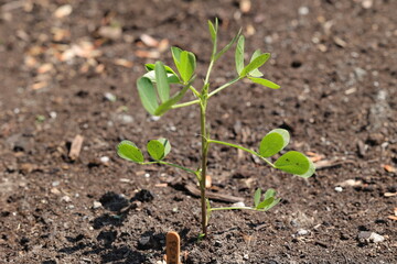 Jolie plant d'arachide vert en croissance