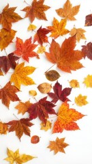 Fototapeta premium Vibrant collection of various fall leaves isolated on a white background, foliage, vibrant