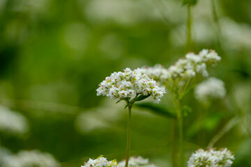 Close-up of Buckwheat Flowers