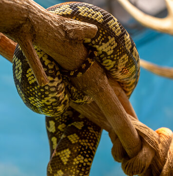 A yellow python wrapped itself around a tree branch.